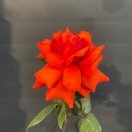 ELEGIY  flowers