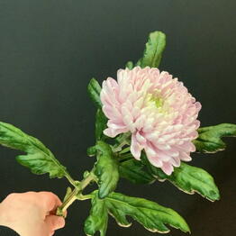 Elite Flowers