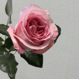 MOOD FLOWERS