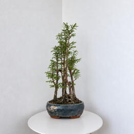 Pilea 