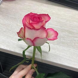 Amazing Flowers