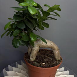 MisunFlora