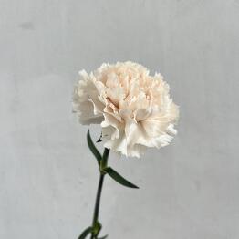 MaVa Flowers
