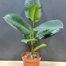 Cvety v gorode M