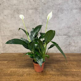 LuxuryPlants