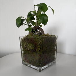 Pilea 