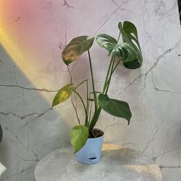 Black plants
