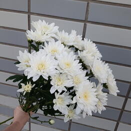 Цветы Лета