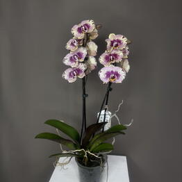 Fenomen Flowers