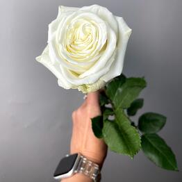 FloRoom