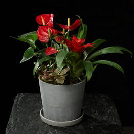 Margoplants
