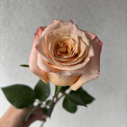 Floroom
