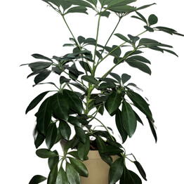 Floksi