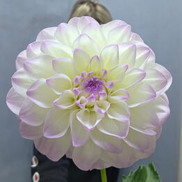 Beautiful Flowers na Mozhayskom shosse