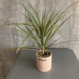 Mansarda Form&Flora