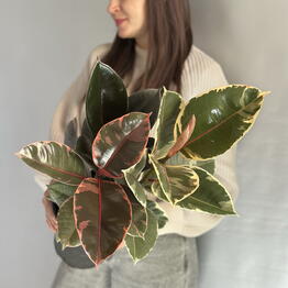 Magnoliya 