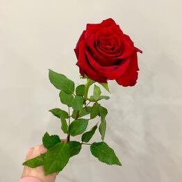 ,,Fleur de fee,, (Цветочная фея)
