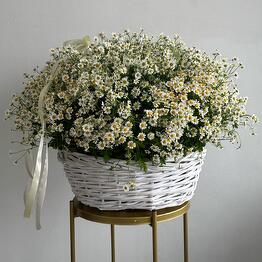 Basket with bush daisies L