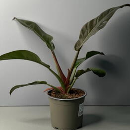 Филодендрон (PHILODENDRON RED EMERALD)