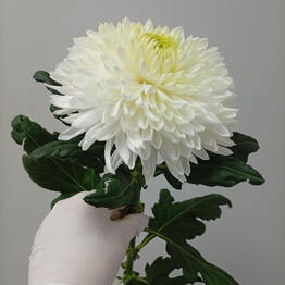 VL FLOWERS
