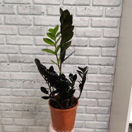 Planta de interior zamiokulkas