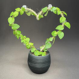 GreenDecor