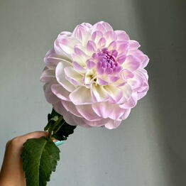 ZaraFlowers