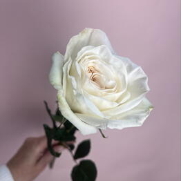 Floroom