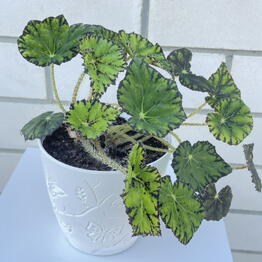 Primaflora 