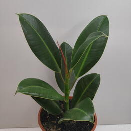 Euro Plants