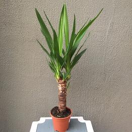 Комнатные пальмы, купить в Москве по цене 1099 руб домашнюю пальму ...