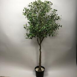 Florissimo