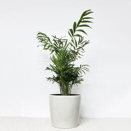 Pro Ficus