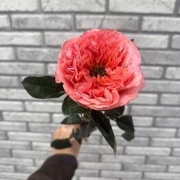 Fiori