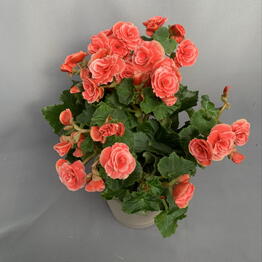Mansarda Form&Flora