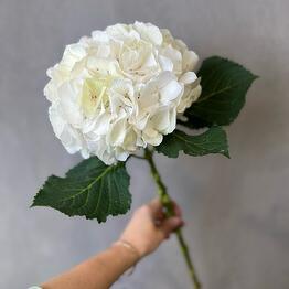 GARDENiYa