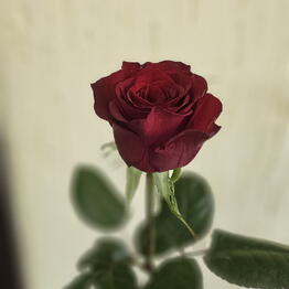 AmeliaFlowers