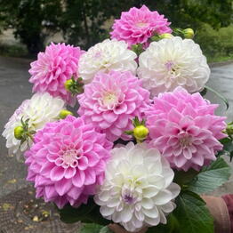 Garden Flowers