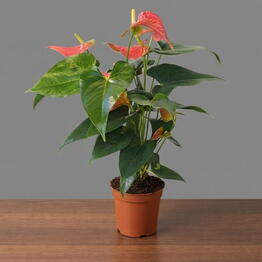 April_Plants