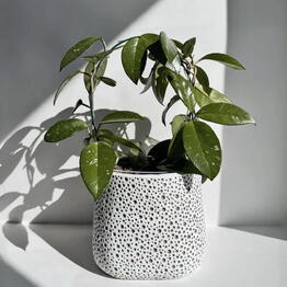 Ready Plants