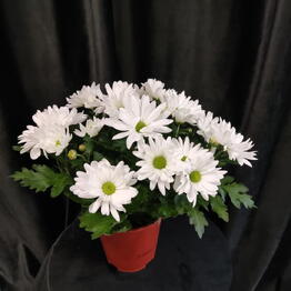AlstroMariA flowers