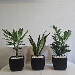 Корешок-Лепесток