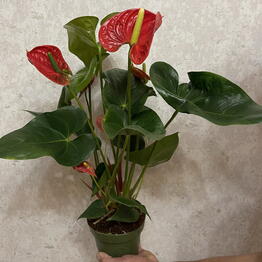Verba&Sister Flowers