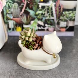 Exotica