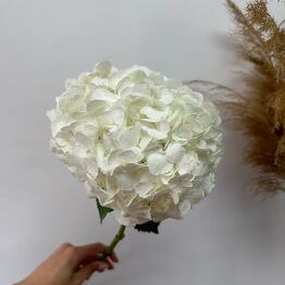 La Rose 