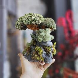 Cetraria