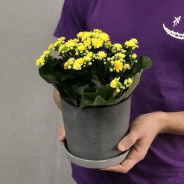 Margoplants Шаболовская 