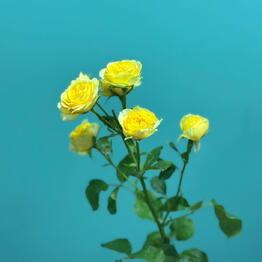 Gift Flower