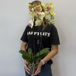 Cvety Florideya
