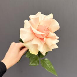 Viol botanical 